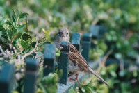 /album/oiseaux/notre-dame-oiseaux-2012-1-3-jpg/